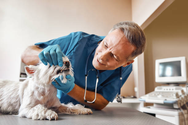 Best Emergency Tooth Extraction in Portland, ME